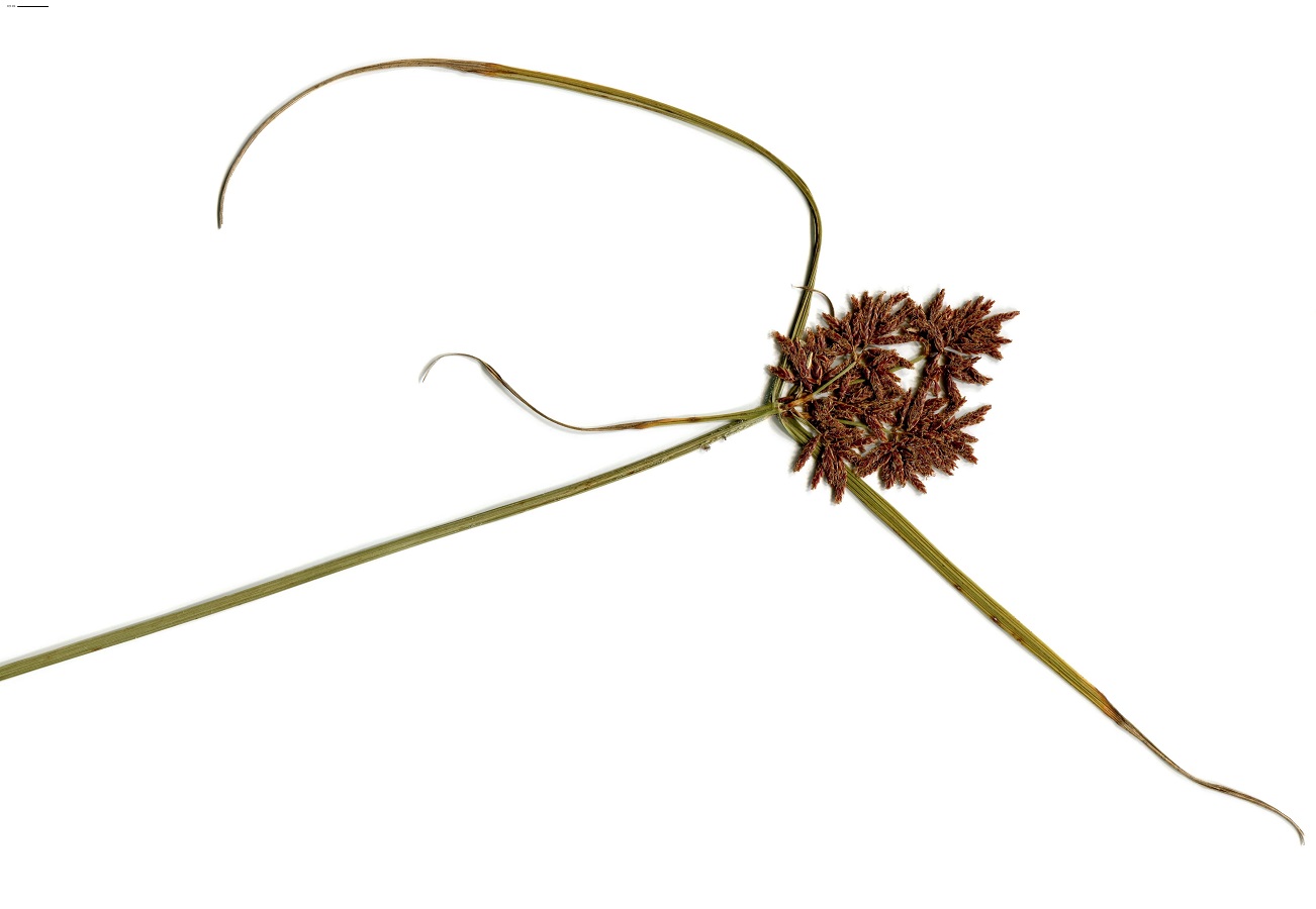 Cyperus serotinus (Cyperaceae)